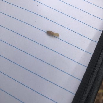 H & M Termite & Repairs - A drywood termite, fell on my paper work while I was doing a termite inspected.. - Pest Control Near Me - Madera, California