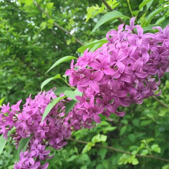River Trails Park District - Beautiful - Parks Near Me - Mount Prospect, Illinois
