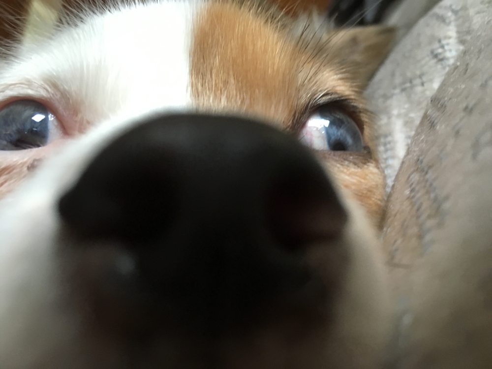 MUFFY’S MUTTS & MEOWS Updated July 2024 Bridgewater, New Jersey