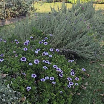 Jessie's Grove Winery - Garden area - Wineries Near Me - Lodi, California