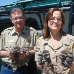 Animal Capture and Removal - We are Beckie & Ron of "Animal Capture and Removal" We are the only wildlife removal company recommended by our local State Humane Officers!
