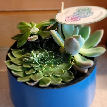 Trader Joe's - Succulent - Grocery Near Me - Lynnwood, Washington Trader Joe's - Succulent - Grocery Near Me - Lynnwood, Washington