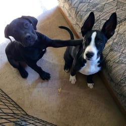 Royal Acres Pet Camp - Making new friends at camp is lots of fun!
