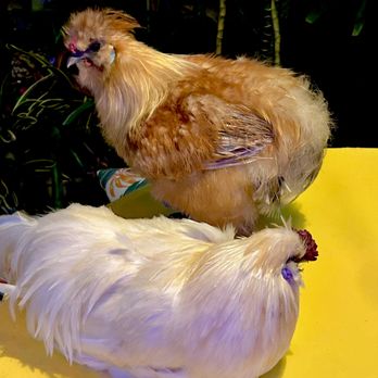 HavAnnA Cafe - Chickens - Coffee & Tea Near Me - Chokoloskee, Florida HavAnnA Cafe - Chickens - Coffee & Tea Near Me - Chokoloskee, Florida