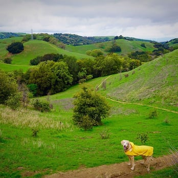 Briones Regional Park - The other side of Diablo View Trail - Parks Near Me - Martinez, California Briones Regional Park - The other side of Diablo View Trail - Parks Near Me - Martinez, California