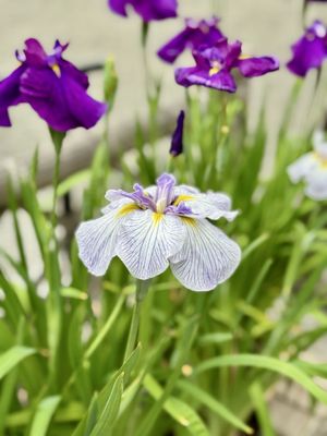 Hamarikyu Gardens by null