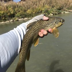 Ed's Fly Shop