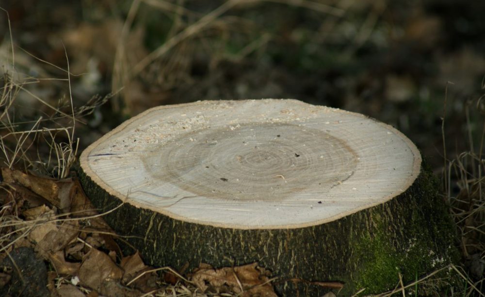 Tree Removal Buffalo NY - tree service in Buffalo, NY