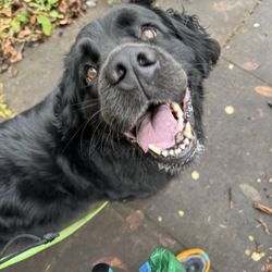Bowser's Best Buddy - Daisy on a walk with Betsy