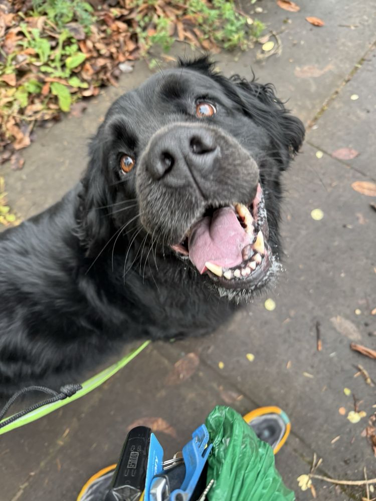 Bowser's Best Buddy - pet boarding facility in Portland, OR