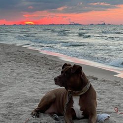 Lake Station Pet Clinic - Brownie at the Indiana Dunes. R.I.P.
Diagnosed incorrectly by LSPC with a heart murmur & died of lung cancer 5 months later.