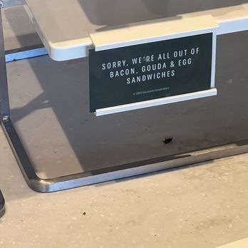 Starbucks - Dead fly in food case.  I took a video of live one but it wouldn't load to review - Coffee & Tea Near Me - Williams, California