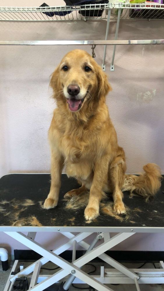 VALLEY DOG GROOMING Updated June 2024 Main St, Durand, Wisconsin