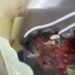 Java Junction Cafe - The moldy strawberry they sold me.