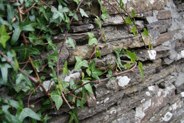 Bishop’s and Earl's Palaces by null