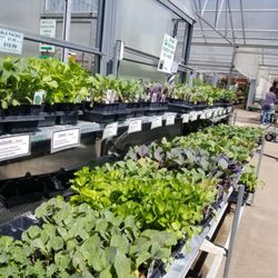 Kopke's Greenhouse - Over 100 different varieties of veggies and herbs!