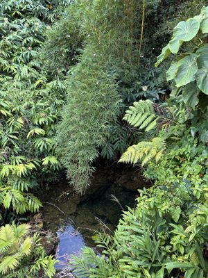 ʻAkaka Falls State Park by null