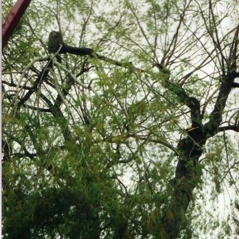 Four Seasons Tree Service - Photo - Tree Services Near Me - Kitchener, Ontario Four Seasons Tree Service - Photo - Tree Services Near Me - Kitchener, Ontario