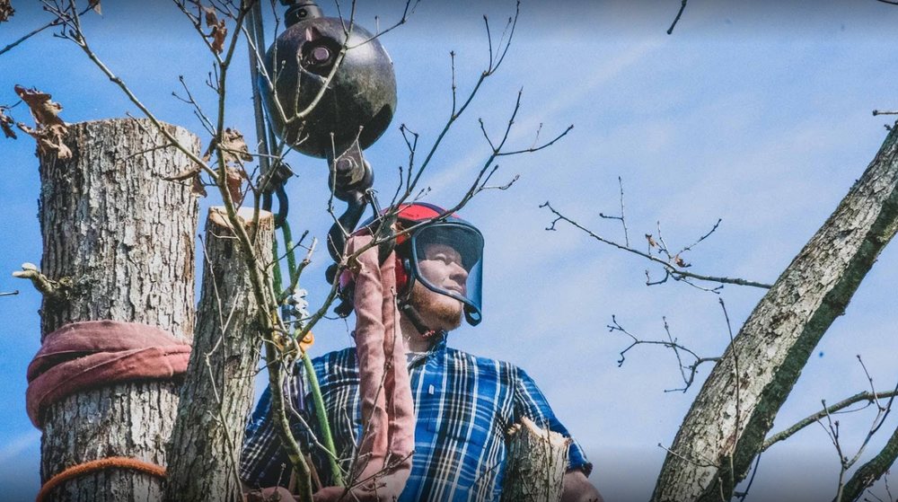 Nunnally's Tree Service - tree service in Chesterfield, VA