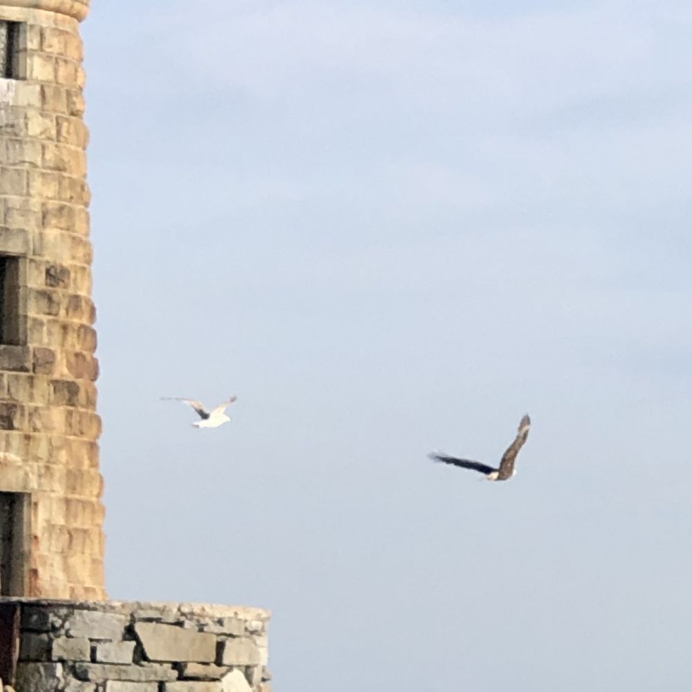 Great Salt Charters - Bald eagle and seagull circling the lighthouse - Boat Tours Near Me