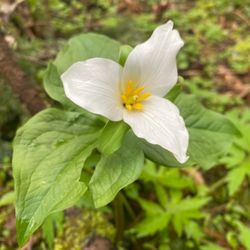 Powell Butte Nature Park - Trillium's are blooming in March and April!