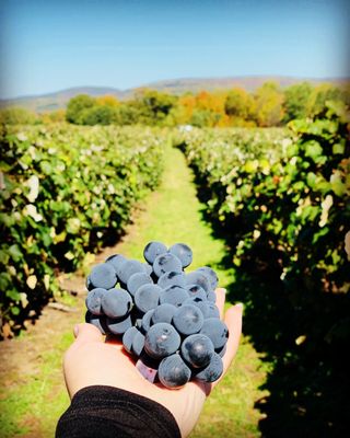 Jerome's U-Pick Fruit Farm by null