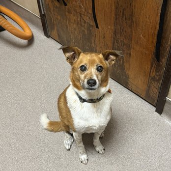 Pets to Go - Post-Bath - Pet Stores Near Me - Elk Grove, California
