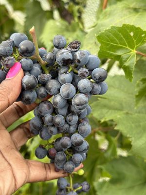 Hawk Ridge Winery by null