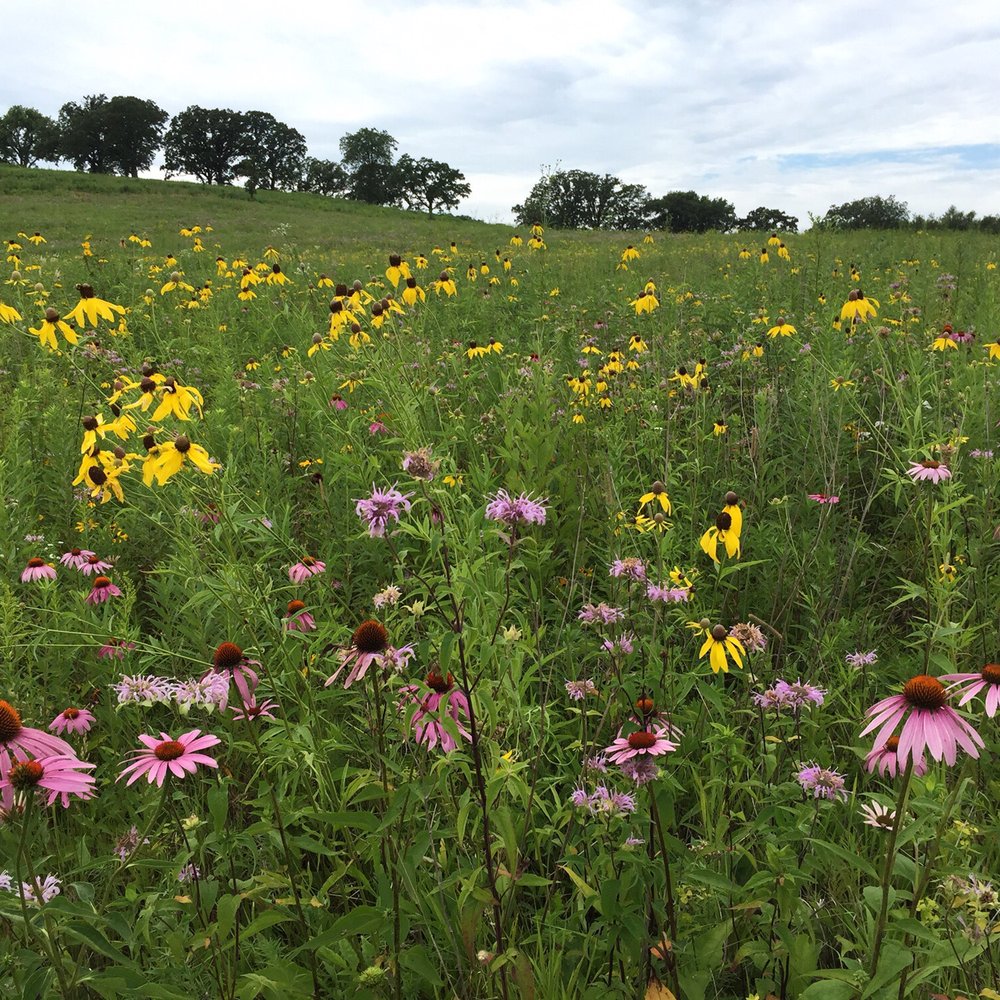 Wild flowers bloom all summer long. Wild flowers bloom all summer long.