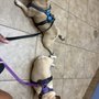 Photo of Brandon Lakes Animal Hospital