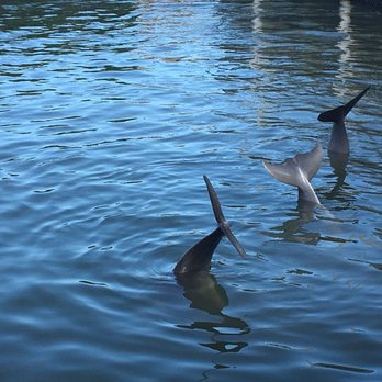 Dolphin Research Center - Tours Near Me - Marathon, Florida