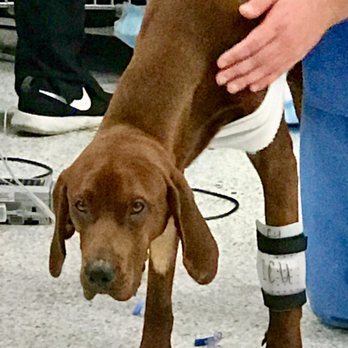 marqueen animal clinic