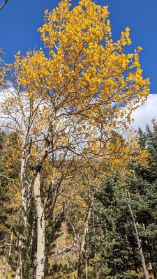 Golden Gate Canyon State Park by null