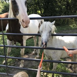 Scatter Joy Acres