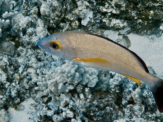 Maui Dreams Dive Co by null