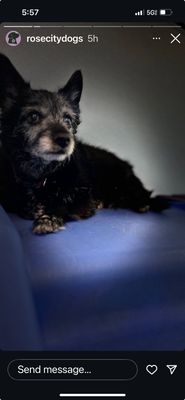 Rose City Dogs- Broadway