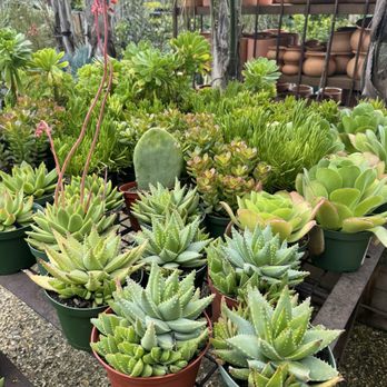 Flora Grubb Gardens - Great succulents - Nurseries & Gardening Near Me - San Francisco, California