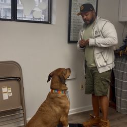 Unleashed Doggie Daycare