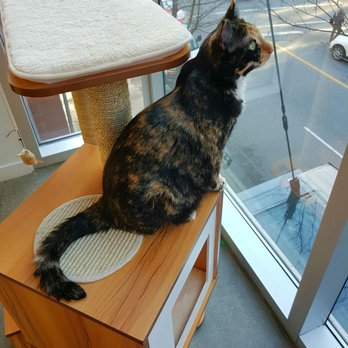 Catfe - Cafes Near Me - Vancouver, British Columbia Catfe - Cafes Near Me - Vancouver, British Columbia