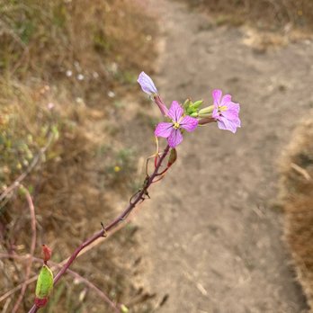 Jug Handle State Natural Reserve - Pretty pinkish blooms. - Parks Near Me - Fort Bragg, California