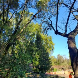 Chris Kellers Tree Service - I don't think I'd climb that high as a kid!  But Chris and the crew do dangerous work safely.