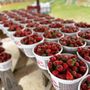 Photo of The Strawberry Patch