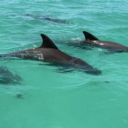 Capt Sheri's Wild About Dolphins - Larger pod on our trip back to marina.  They got up close and hung around us for an extended time.  Such a cool way to end the trip!