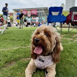 A Doggie Doo Mobile Grooming - Luna (summertime cut