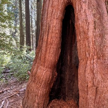 Calaveras Big Trees State Park - Parks Near Me - Arnold, California Calaveras Big Trees State Park - Parks Near Me - Arnold, California