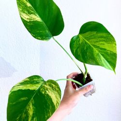 Mother Earth Garden - Monstera Aurea Variegated