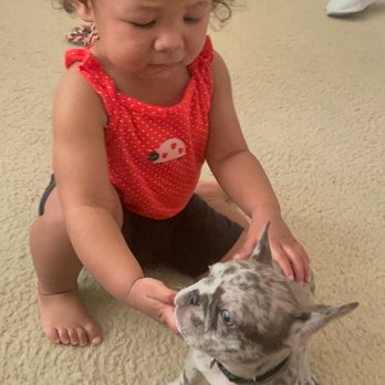 Got Frenchie? - The grandbaby will grow up with the pups!!! - Pet Breeders Near Me Got Frenchie? - The grandbaby will grow up with the pups!!! - Pet Breeders Near Me