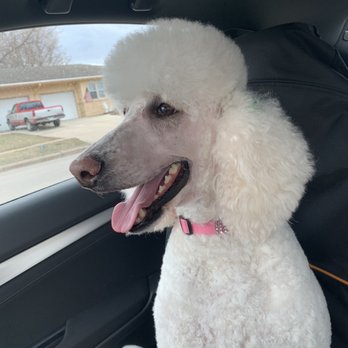The Salty Paw Pet Salon - Pet Boarding Near Me - Ankeny, Iowa The Salty Paw Pet Salon - Pet Boarding Near Me - Ankeny, Iowa