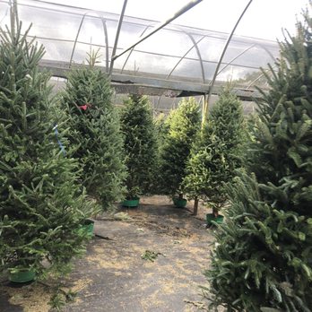 Ergle Christmas Tree Farm - Greenhouse with Trees - Christmas Trees Near Me - Dade City, Florida