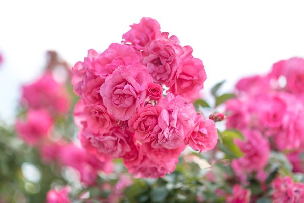 Bastide Saint-Didier by null